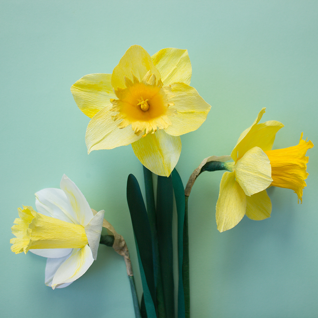 Paper Daffodils: a spring flower workshop with Olivia Joy Flowers