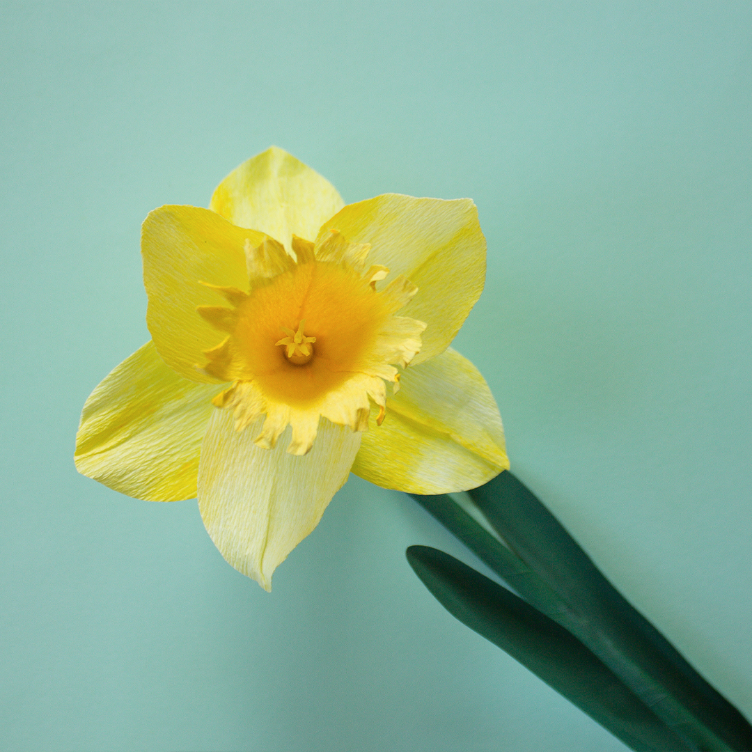 Paper Daffodils: a spring flower workshop with Olivia Joy Flowers