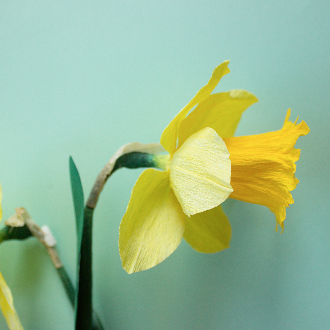 Paper Daffodils: a spring flower workshop with Olivia Joy Flowers